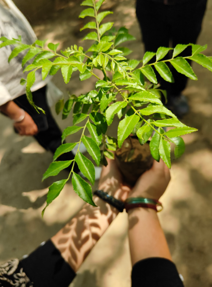 Donate for tree plantation today